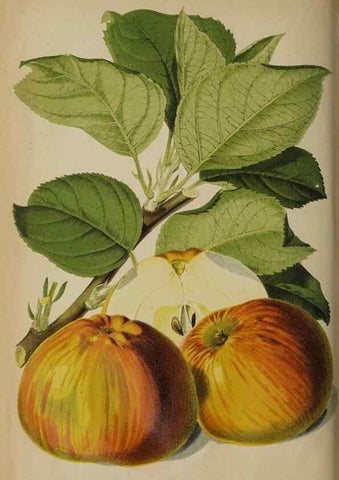 Reproducción/Reproduction 49090420478: The florist and pomologist, and suburban gardener.. London :Published for the proprietors by Messrs. Kent & Co.,1880-. 
