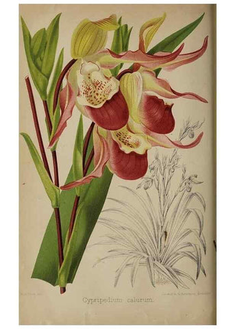 Reproducción/Reproduction 49090420723: The florist and pomologist, and suburban gardener.. London :Published for the proprietors by Messrs. Kent & Co.,1880-. 