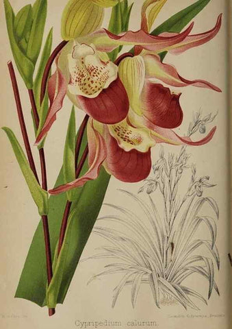 Reproducción/Reproduction 49090420723: The florist and pomologist, and suburban gardener.. London :Published for the proprietors by Messrs. Kent & Co.,1880-. 