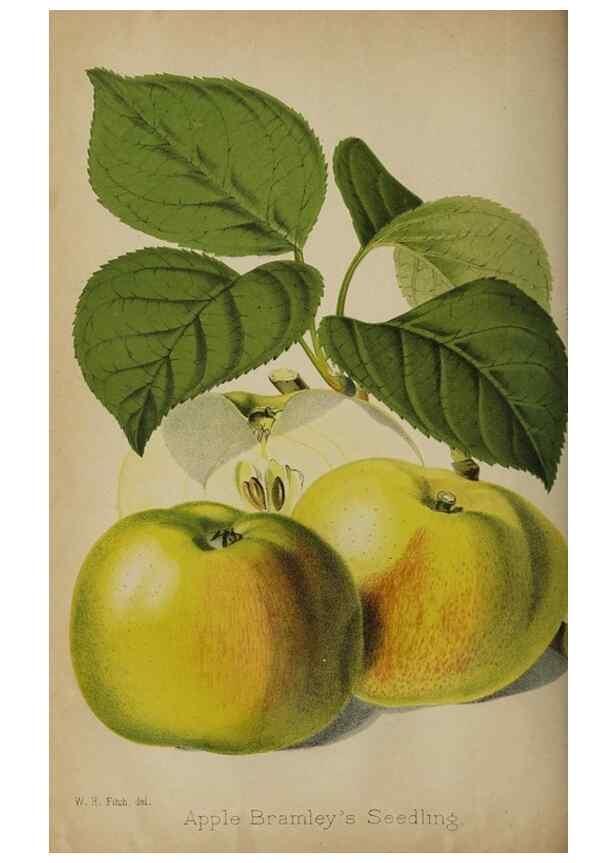 Reproducción/Reproduction 49090932156: The florist and pomologist, and suburban gardener.. London :Published for the proprietors by Messrs. Kent & Co.,1880-. 