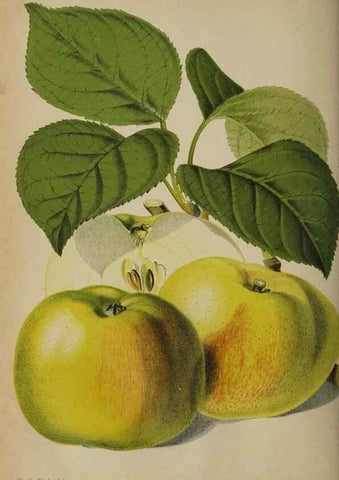 Reproducción/Reproduction 49090932156: The florist and pomologist, and suburban gardener.. London :Published for the proprietors by Messrs. Kent & Co.,1880-. 