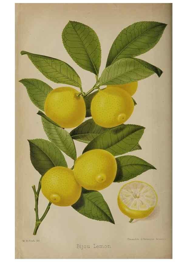 Reproducción/Reproduction 49090932456: The florist and pomologist, and suburban gardener.. London :Published for the proprietors by Messrs. Kent & Co.,1880-. 
