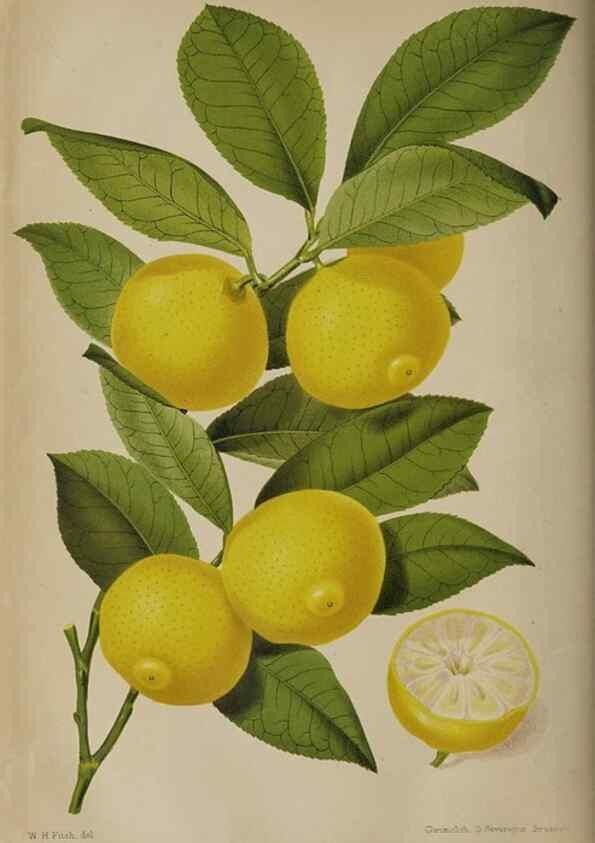Reproducción/Reproduction 49090932456: The florist and pomologist, and suburban gardener.. London :Published for the proprietors by Messrs. Kent & Co.,1880-. 