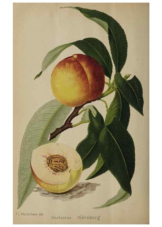 Reproducción/Reproduction 49091133407: The florist and pomologist, and suburban gardener.. London :Published for the proprietors by Messrs. Kent & Co.,1880-. 