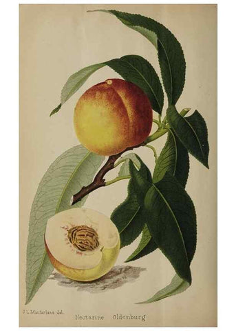 Reproducción/Reproduction 49091133407: The florist and pomologist, and suburban gardener.. London :Published for the proprietors by Messrs. Kent & Co.,1880-. 