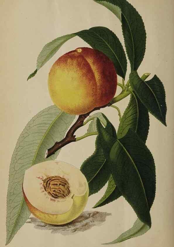 Reproducción/Reproduction 49091133407: The florist and pomologist, and suburban gardener.. London :Published for the proprietors by Messrs. Kent & Co.,1880-. 