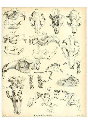 Reproducción/Reproduction 49065701797: Recherches sur les ossemens fossiles de quadrupèdes. Paris :Deterville,1812.. 