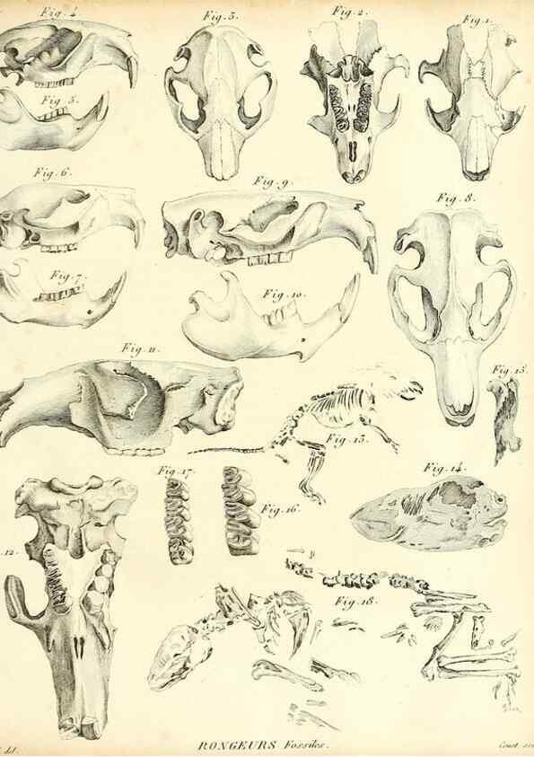 Reproducción/Reproduction 49065701797: Recherches sur les ossemens fossiles de quadrupèdes. Paris :Deterville,1812.. 
