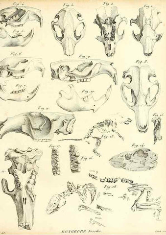 Reproducción/Reproduction 49065701797: Recherches sur les ossemens fossiles de quadrupèdes. Paris :Deterville,1812.. 