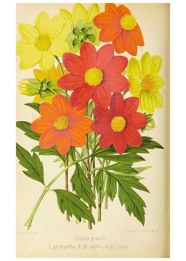 Reproducción/Reproduction 49090528712: The florist and pomologist, and suburban gardener.. London :Published for the proprietors by Messrs. Kent & Co.,1880-. 