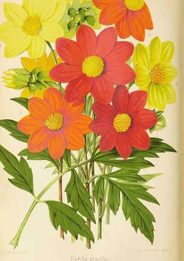 Reproducción/Reproduction 49090528712: The florist and pomologist, and suburban gardener.. London :Published for the proprietors by Messrs. Kent & Co.,1880-. 