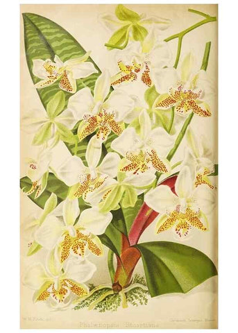 Reproducción/Reproduction 49090527942: The florist and pomologist, and suburban gardener.. London :Published for the proprietors by Messrs. Kent & Co.,1880-. 