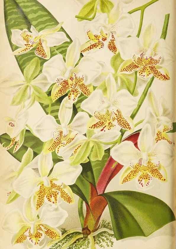 Reproducción/Reproduction 49090527942: The florist and pomologist, and suburban gardener.. London :Published for the proprietors by Messrs. Kent & Co.,1880-. 