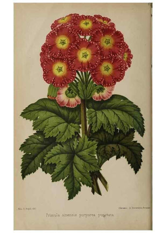 Reproducción/Reproduction 49089756491: The florist and pomologist, and suburban gardener.. London :Published for the proprietors by Messrs. Kent & Co.,1880-. 