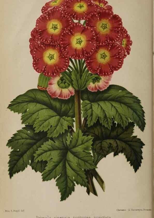 Reproducción/Reproduction 49089756491: The florist and pomologist, and suburban gardener.. London :Published for the proprietors by Messrs. Kent & Co.,1880-. 