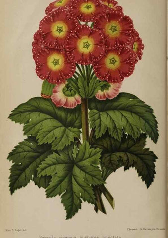 Reproducción/Reproduction 49089756491: The florist and pomologist, and suburban gardener.. London :Published for the proprietors by Messrs. Kent & Co.,1880-. 