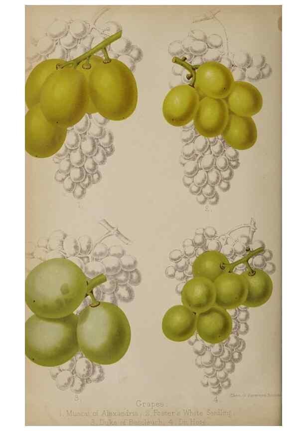 Reproducción/Reproduction 49089961262: The florist and pomologist, and suburban gardener.. London :Published for the proprietors by Messrs. Kent & Co.,1880-. 