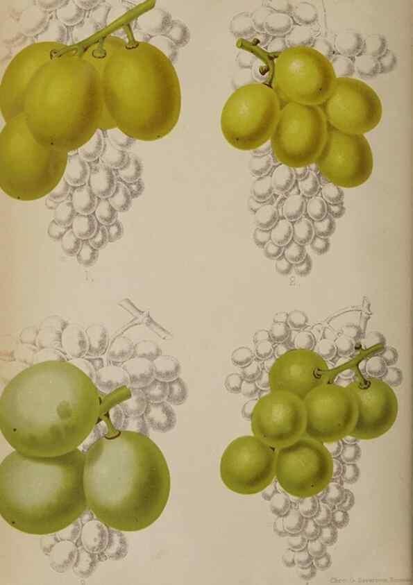 Reproducción/Reproduction 49089961262: The florist and pomologist, and suburban gardener.. London :Published for the proprietors by Messrs. Kent & Co.,1880-. 