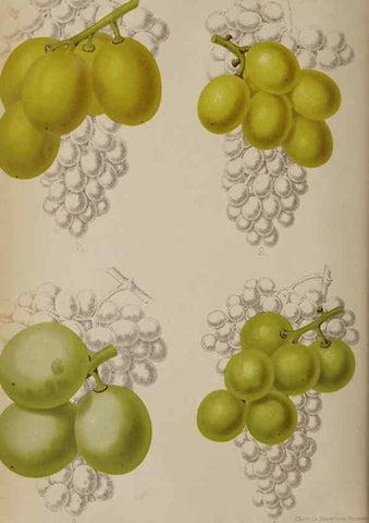 Reproducción/Reproduction 49089961262: The florist and pomologist, and suburban gardener.. London :Published for the proprietors by Messrs. Kent & Co.,1880-. 