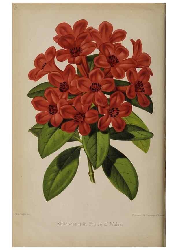 Reproducción/Reproduction 49089757256: The florist and pomologist, and suburban gardener.. London :Published for the proprietors by Messrs. Kent & Co.,1880-. 