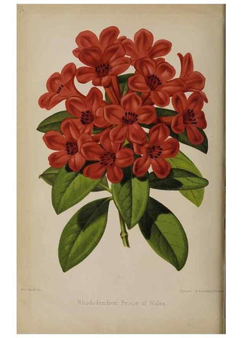 Reproducción/Reproduction 49089757256: The florist and pomologist, and suburban gardener.. London :Published for the proprietors by Messrs. Kent & Co.,1880-. 