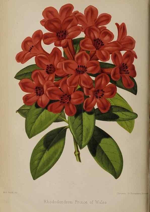Reproducción/Reproduction 49089757256: The florist and pomologist, and suburban gardener.. London :Published for the proprietors by Messrs. Kent & Co.,1880-. 