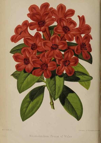 Reproducción/Reproduction 49089757256: The florist and pomologist, and suburban gardener.. London :Published for the proprietors by Messrs. Kent & Co.,1880-. 