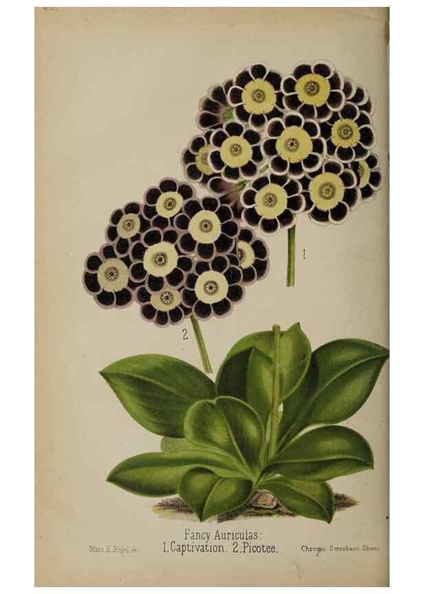 Reproducción/Reproduction 49089248673: The florist and pomologist, and suburban gardener.. London :Published for the proprietors by Messrs. Kent & Co.,1880-. 