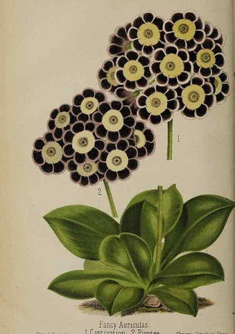 Reproducción/Reproduction 49089248673: The florist and pomologist, and suburban gardener.. London :Published for the proprietors by Messrs. Kent & Co.,1880-. 