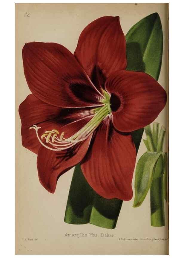 Reproducción/Reproduction 49089757801: The florist and pomologist, and suburban gardener.. London :Published for the proprietors by Messrs. Kent & Co.,1880-. 