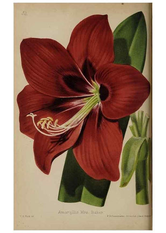 Reproducción/Reproduction 49089757801: The florist and pomologist, and suburban gardener.. London :Published for the proprietors by Messrs. Kent & Co.,1880-. 