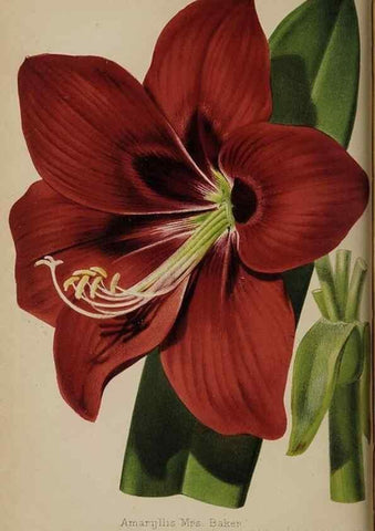 Reproducción/Reproduction 49089757801: The florist and pomologist, and suburban gardener.. London :Published for the proprietors by Messrs. Kent & Co.,1880-. 