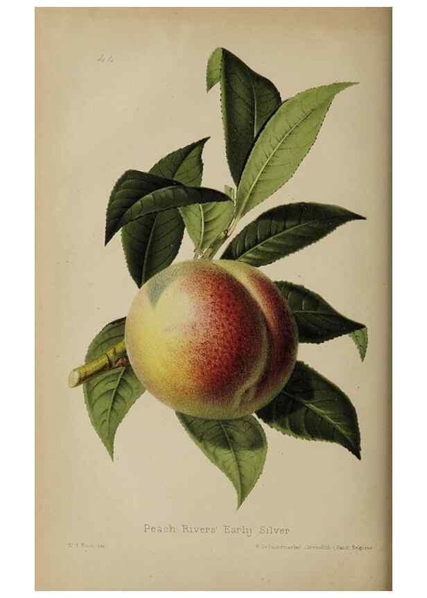 Reproducción/Reproduction 49089249303: The florist and pomologist, and suburban gardener.. London :Published for the proprietors by Messrs. Kent & Co.,1880-. 