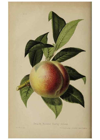 Reproducción/Reproduction 49089249303: The florist and pomologist, and suburban gardener.. London :Published for the proprietors by Messrs. Kent & Co.,1880-. 