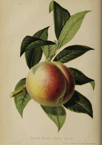 Reproducción/Reproduction 49089249303: The florist and pomologist, and suburban gardener.. London :Published for the proprietors by Messrs. Kent & Co.,1880-. 