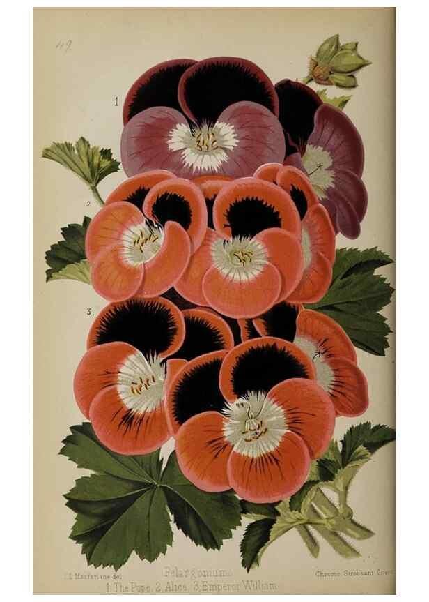 Reproducción/Reproduction 49089962727: The florist and pomologist, and suburban gardener.. London :Published for the proprietors by Messrs. Kent & Co.,1880-. 