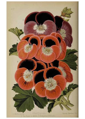 Reproducción/Reproduction 49089962727: The florist and pomologist, and suburban gardener.. London :Published for the proprietors by Messrs. Kent & Co.,1880-. 