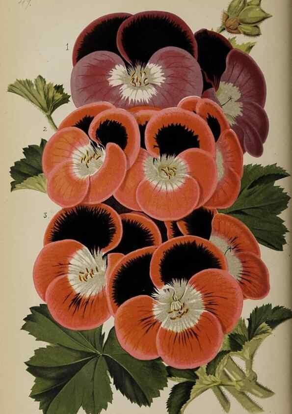 Reproducción/Reproduction 49089962727: The florist and pomologist, and suburban gardener.. London :Published for the proprietors by Messrs. Kent & Co.,1880-. 