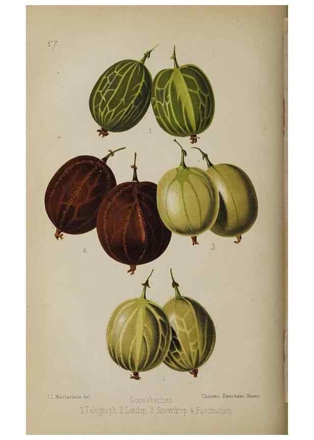 Reproducción/Reproduction 49089758801: The florist and pomologist, and suburban gardener.. London :Published for the proprietors by Messrs. Kent & Co.,1880-. 