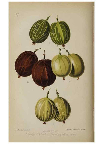 Reproducción/Reproduction 49089758801: The florist and pomologist, and suburban gardener.. London :Published for the proprietors by Messrs. Kent & Co.,1880-. 