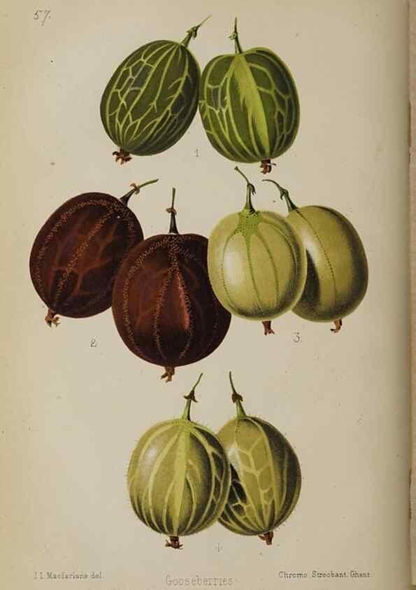 Reproducción/Reproduction 49089758801: The florist and pomologist, and suburban gardener.. London :Published for the proprietors by Messrs. Kent & Co.,1880-. 