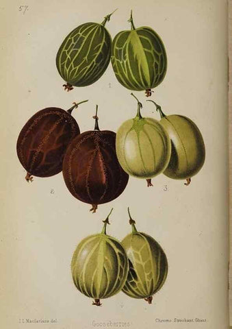 Reproducción/Reproduction 49089758801: The florist and pomologist, and suburban gardener.. London :Published for the proprietors by Messrs. Kent & Co.,1880-. 