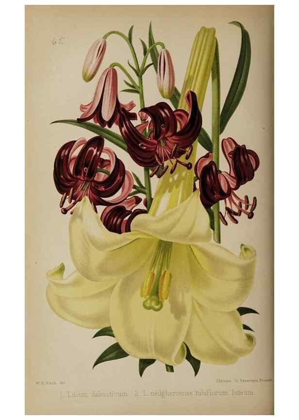 Reproducción/Reproduction 49089250218: The florist and pomologist, and suburban gardener.. London :Published for the proprietors by Messrs. Kent & Co.,1880-. 