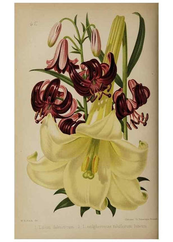 Reproducción/Reproduction 49089250218: The florist and pomologist, and suburban gardener.. London :Published for the proprietors by Messrs. Kent & Co.,1880-. 