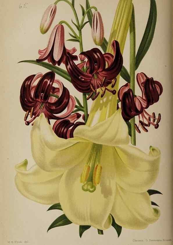 Reproducción/Reproduction 49089250218: The florist and pomologist, and suburban gardener.. London :Published for the proprietors by Messrs. Kent & Co.,1880-. 