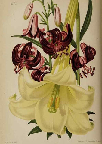Reproducción/Reproduction 49089250218: The florist and pomologist, and suburban gardener.. London :Published for the proprietors by Messrs. Kent & Co.,1880-. 
