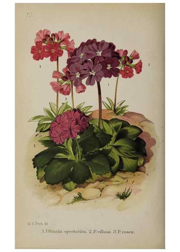 Reproducción/Reproduction 49089963637: The florist and pomologist, and suburban gardener.. London :Published for the proprietors by Messrs. Kent & Co.,1880-. 