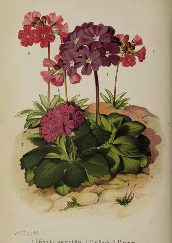 Reproducción/Reproduction 49089963637: The florist and pomologist, and suburban gardener.. London :Published for the proprietors by Messrs. Kent & Co.,1880-. 