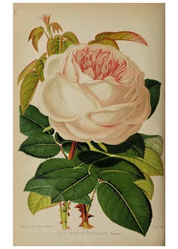 Reproducción/Reproduction 49089250868: The florist and pomologist, and suburban gardener.. London :Published for the proprietors by Messrs. Kent & Co.,1880-. 