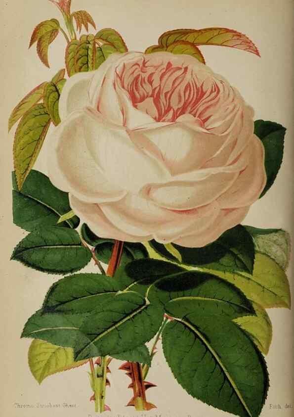 Reproducción/Reproduction 49089250868: The florist and pomologist, and suburban gardener.. London :Published for the proprietors by Messrs. Kent & Co.,1880-. 